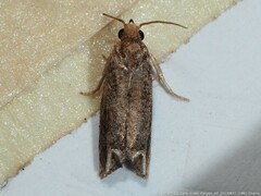 Epiblema abruptana