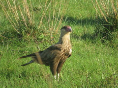 Caracara plancus
