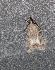 Eudonia mercurella