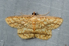 Synegia eumeleata