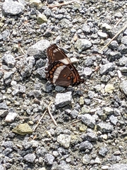 Limenitis arthemis arthemis