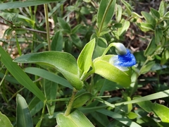 Commelina diffusa