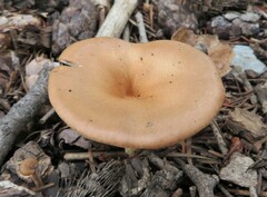 Rhodocybe