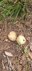 Lycoperdon marginatum
