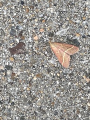 Pyrausta volupialis