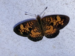Phyciodes