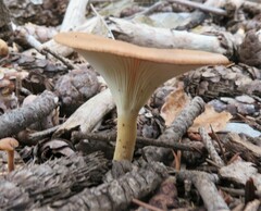 Rhodocybe