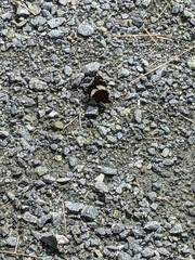 Limenitis arthemis arthemis