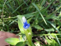 Commelina diffusa