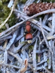 Dasymutilla nigripes