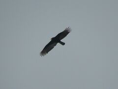 Cathartes burrovianus