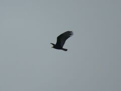 Cathartes burrovianus
