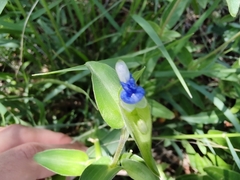 Commelina diffusa