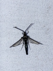 Synanthedon