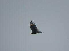 Cathartes burrovianus
