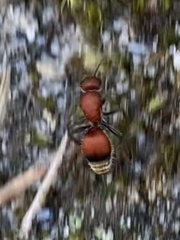 Dasymutilla nigripes