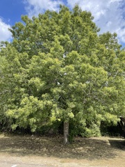 Quercus shumardii