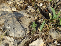 Hipparchia statilinus