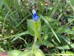 Commelina diffusa