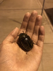 Dynastes tityus