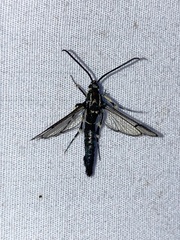 Synanthedon