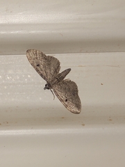 Eupithecia absinthiata