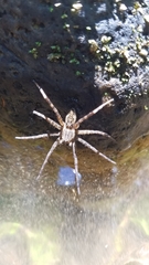 Dolomedes scriptus