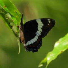 Limenitis arthemis arthemis