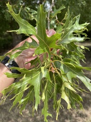 Quercus shumardii