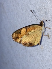 Phyciodes