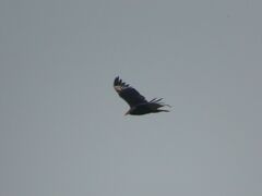 Cathartes burrovianus