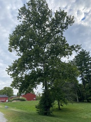 Platanus