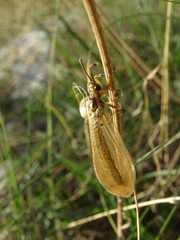 Myrmecaelurus trigrammus