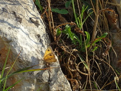 Pyronia cecilia