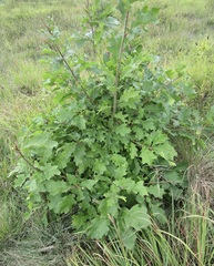 Quercus rubra