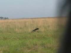 Amazonetta brasiliensis