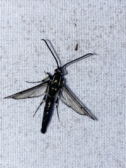 Synanthedon