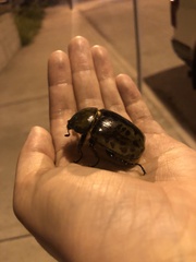 Dynastes tityus
