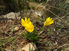 Sternbergia lutea