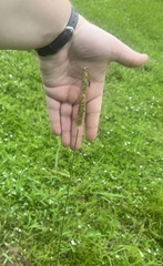 Setaria parviflora