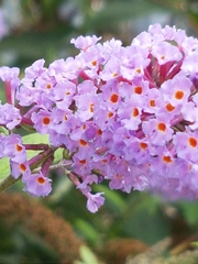Buddleja davidii