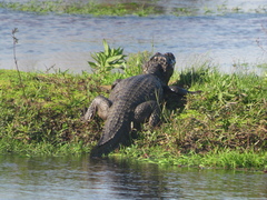 Caiman yacare