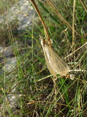 Myrmecaelurus trigrammus