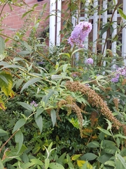 Buddleja davidii