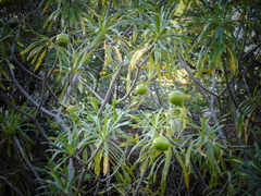 Cascabela thevetioides