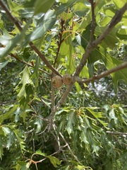 Quercus shumardii