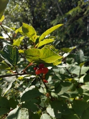 Viburnum edule