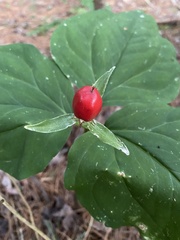 Trillium undulatum
