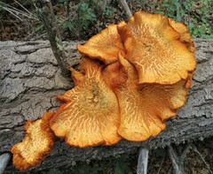 Gymnopilus ventricosus