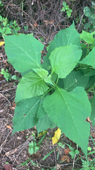 Verbesina occidentalis